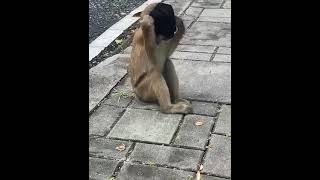 monkey on face mask amazing funny