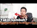 🟢 AKHIRNYA BISA!! 3 Cara Mengatasi Cucak Ijo Serak dan Suaranya Jadi Kecil