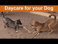 Dog TV Daycare #25