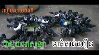 របៀបលាយចំណីទាដោយប្រើអាសូឡា ទាចូលចិត្តស៊ីធំធាត់លឿនចំណាយតិច