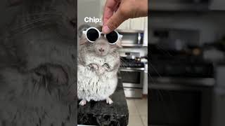 Who won?! 🏆 😎 #shorts #chinchilla #pets