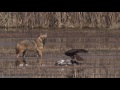 golden jackals in the hulla valley תנים זהובים בעמק החולה