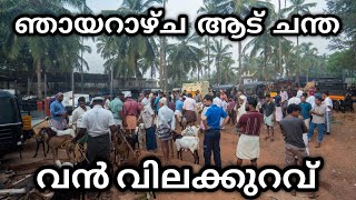 നാടൻ ആടുകളെ വാങ്ങാം | Wholesale Goat Market in Kerala | Malappuram goat market | market vlog | meat