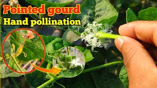 pointed gourd hand pollination to give better quality