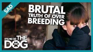 Heartbreaking Consequences of Dog Over-breeding |  It's Me or The Dog