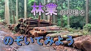 木を切るだけじゃない、林業の仕事場をのぞいてみよう！