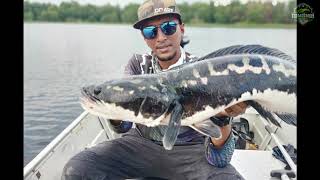 BUKAN SEKOR, TAPI DUA EKOR MAMA. |GIANT SNAKEHEAD