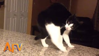 101 SUPER Weird Cats | AFV Funniest Cat s 2018