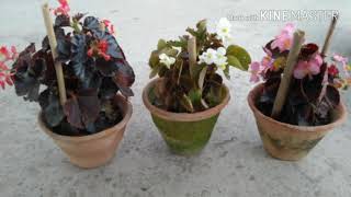 Begonia / wax begonia : care tips and repotting #7