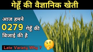 गेहूं की वैज्ञानिक खेती | Wheat Framing | गेहूं की उन्नत क़िस्में | Wheat Top Variety | In Hindi