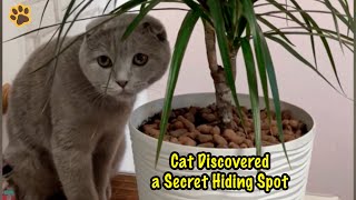 The Cutest Cat Discovered a Secret Hiding Spot Behind the Plant! Funniest Cat!