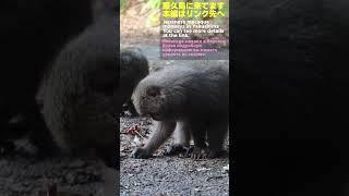 こっちに来るヤクザル Yakushima ‼️ Japanese macaque baby monkey #ニホンザル #snowmonkey