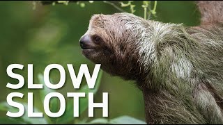 SLOTH, Slow Life of The Brown-throated Three-toed Sloth I Costa Rica