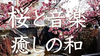 【桜と音楽 】癒しの和