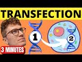 QUICKLY Understand Transfection