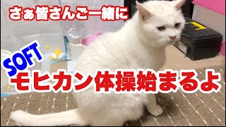 高齢猫ゴンしゃんの　ソフトモヒカン体操始まるよ！皆さんもご一緒にどーぞでゴンす