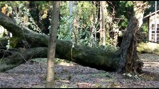 下鶴間　諏訪神社　台風で桜の木が根こそぎ倒れる