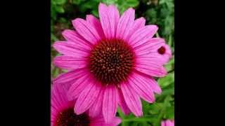 Echinacea Herb Health Benefits Echinacea Herb Health Benefits