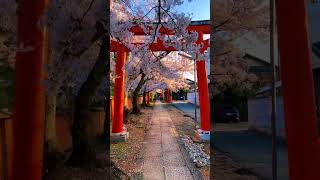 Kyoto Cherry Blossoms: Munetaka Shrine, Konkaikomyo-ji #tokyo #japan #youtubeshorts