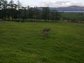 donkey at play at abhainn ri