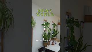 観葉植物が枯れる家をリフォーム #家づくり #風水 #ルームツアー