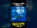 あまり知られていないクジラさんの雑学