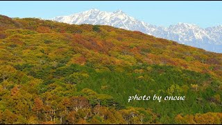 紅葉の聖高原から望む雪化粧した北アルプス・4K