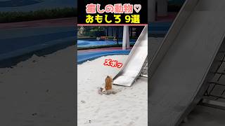 【癒しの動物】SNSでバズった動物おもしろ動画9選！【Healing Animals】9Funniest Animal Videos That Went Viral on Social Media!