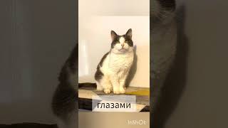 Грейси 2 года. Куратор Анна +7 962 933-62-13 #cat #топ #вдобрыеруки