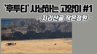 ‘후투티’ 사냥하는 고양이 #1 - 지리산골 작은정원