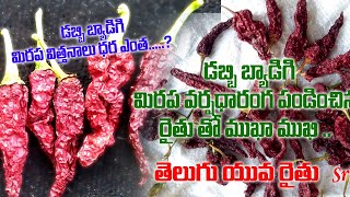 dabbi badigi విత్తన మిరప  వర్షాధారంగా పండించిన రైతు తో ! Telugu yuva raithu sriram