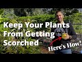 How To (& Why To) WHITE WASH FRUIT TREES | feat. The Busy Gardener