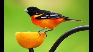 Baltimore Oriole / Балтиморская Иволга