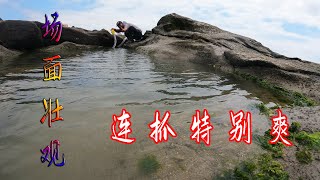 大熊抽干60平新海域水坑，遇群鲷乱舞好刺激，场面壮观连抓特别爽