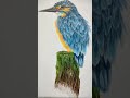 Realistic Kingfisher bird drawing using PRISAMACOLOR and X-acto knife. #shorts