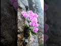 beautiful orchid plant vibrant purple colour on a rocky surface. a natural scene orchid nature