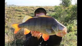 Huge Redfin Perch Fishing