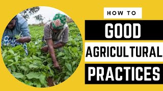 Good Agricultural Practices in Your FARM | GAP |  AFRICA FARMING (HOW TO ep 33)