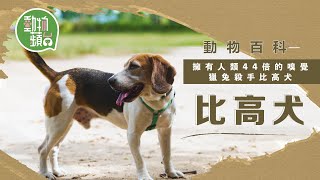 現實版Snoopy比高犬 動物百科天生肥仔要終身keep fit？ #動物百科 #動物蘋台－果籽 Apple Daily—原刊日期： 20200911