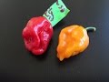 What's That Pepper Ep10 - Scotch Bonnet x Brazilian Ghost - Yellow(My Own Cross)