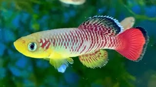 クリスマスカラーのメダカ（卵生メダカ ノソブランキウス ギュンテリー）killifish nothobranchius guentheri 〜Christmas color〜 #Shorts