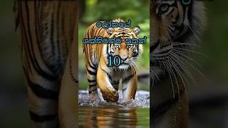 ලෝකයේ ශක්තිමත්ම සතුන් දහ දෙනා🤯| Top 10  strongest animals in the world|#top10 #sinhala #shortsviral