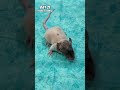 Evolution of Rat 🐀❤️