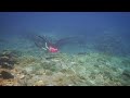 freediving to the ship wrecks in the orchid island