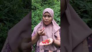 Timun tikus/timun hutan