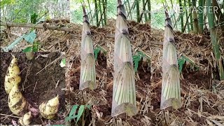 26-7-20 หาหน่อไม้ซางป่า bamboo shoots