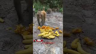 Monyet makan pisang #shorts #monkey #feeding