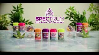 Introducing Wana Spectrum Live Rosin Gummies