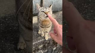 【湯島】 そばに来た島猫さんに挨拶 / Yu Island / 熊本県 上天草市 / 240419 #猫に恩返し #猫 #cat  #catlover #catvideos #shorts