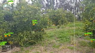 Detection and counting of oranges with object detection #Ezzayra_Solution